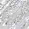 Cwi Lighting Maria Theresa 25 Light Up Chandelier With Chrome Finish 8318P36C-25 (Clear) - alternate 2
